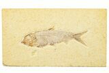 Detailed Fossil Fish (Knightia) - Wyoming #244200-1